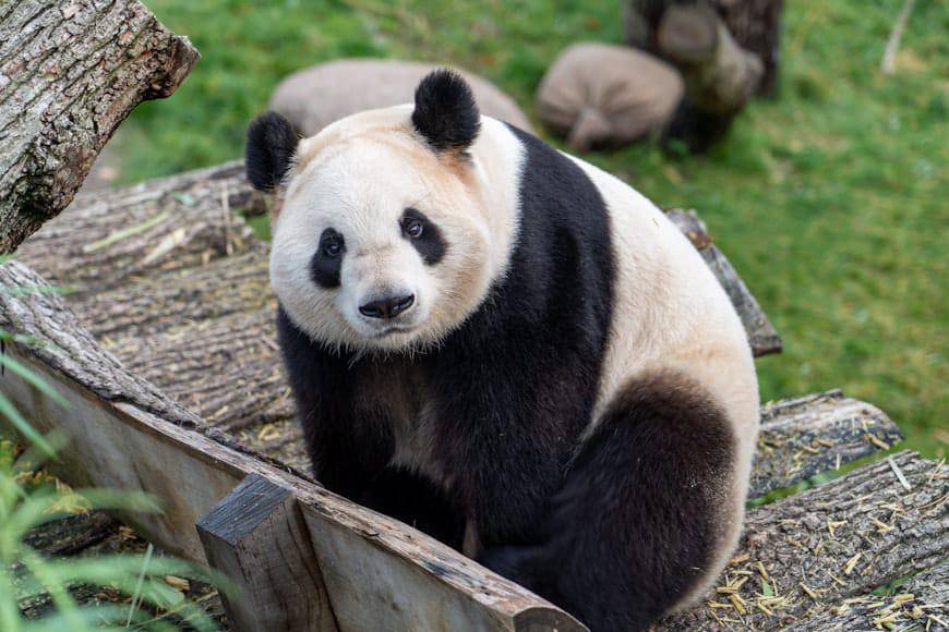 ilustrasi panda (unsplash.com/Lukas W.)